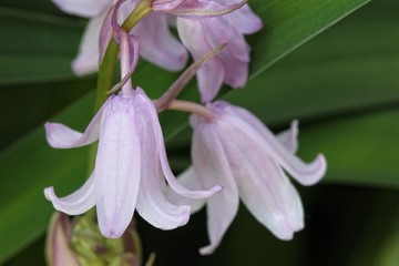 Wall Mural - Pink bell flowers