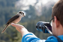 Gray Jay Bird In Photographer's Hand