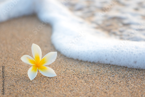 Fotomural Flor del Plumeria en la playa