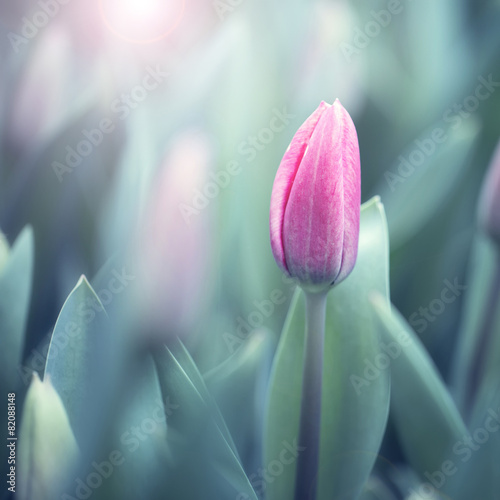 Obraz w ramie Beautiful soft violet color blurred tulips background