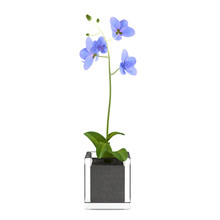 Orchid Blue Flower In The Pot