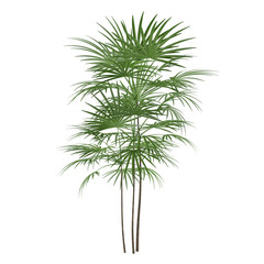 Wall Mural - Palm plant tree