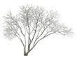© Flash Vector - Winter tree on snow isolated