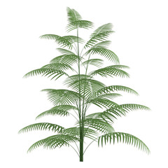 Wall Mural - Palm plant tree isolated