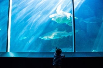 Poster - Young man pointing a shark with his hand