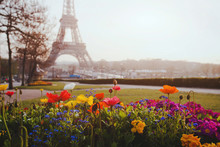 Paris, Flowers And Eiffel Tower