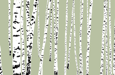 Obraz na płótnie brzoza natura drzewa las