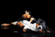 Sennenhund Appenzeller tricolor dog isolated on black