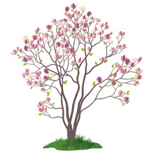 Magnolia Tree With Flowers And Grass