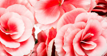 Panoramic Background Of Pink Begonia Flowers