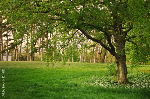 Foto Sunlight in the green forest springtime
