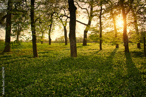 Foto Sunlight in the green forest springtime