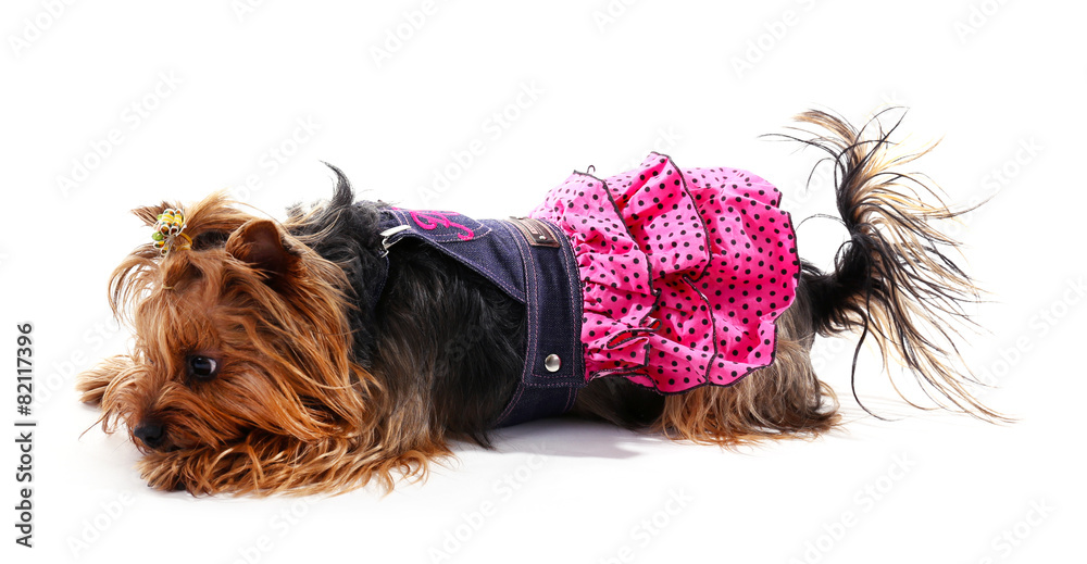 Cute Yorkshire terrier dog isolated on white
