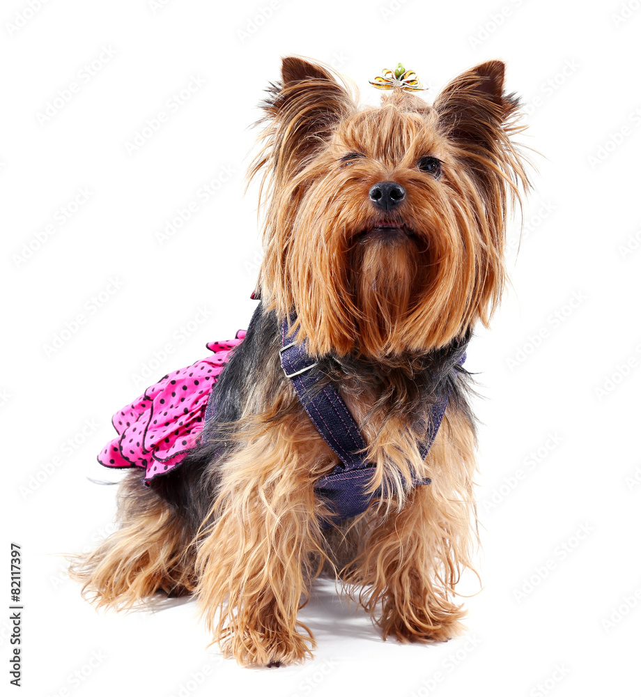 Cute Yorkshire terrier dog isolated on white