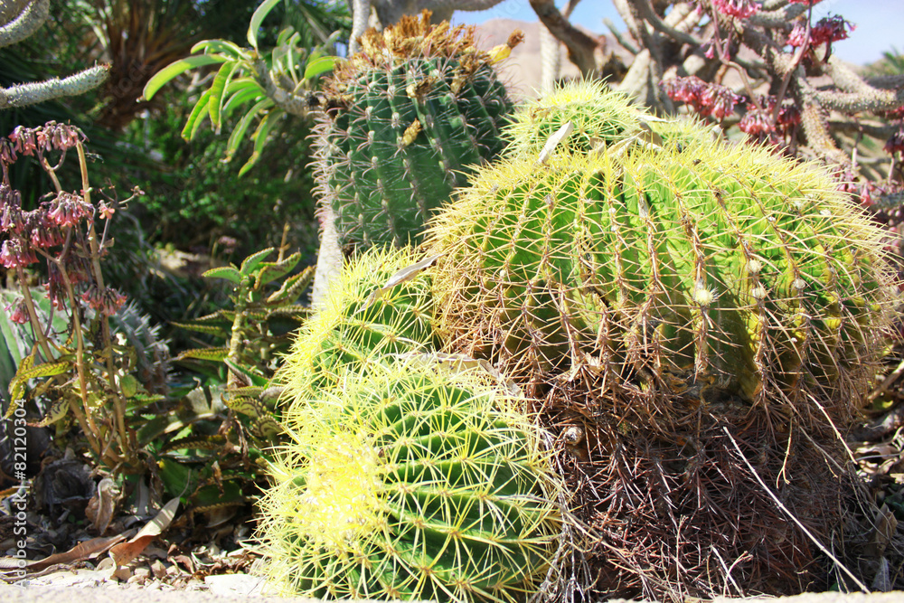 Cactus plants in garden