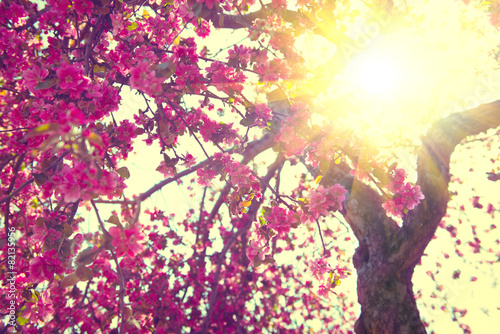 Spring blossom. Beautiful nature scene with blooming tree