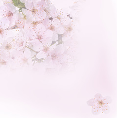  Flowering apple blossom branches. Background