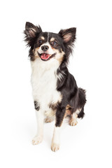 Wall Mural - Smiling Chihuahua Mixed Breed Dog Sitting