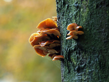 Mushrooms On A Tree