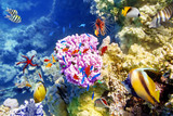 Fototapeta Do akwarium - Underwater world with corals and tropical fish.