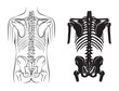 human bone anatomy