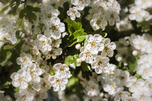 A Branch Of White Crataegus Monogyna Flowers, Also Known As Common Hawthorn Or Single-seeded Hawthorn Under The Warm Italian Sun