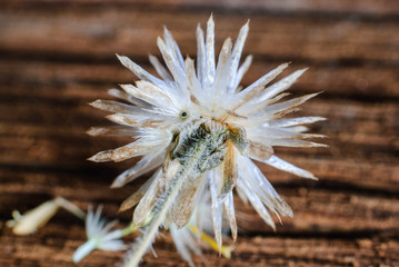 flower plant grass weed in the nature