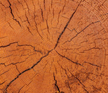 Timber Trunk Profile
