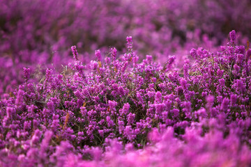 forest heather