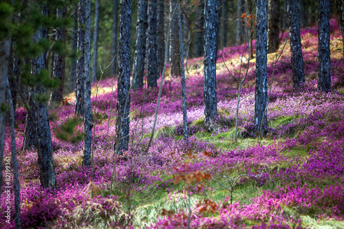 Nowoczesny obraz na płótnie Forest heather