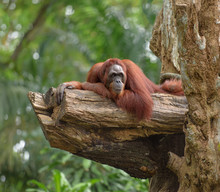 Orangutan Free Stock Photo Public Domain