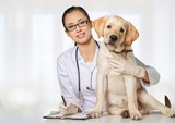 Fototapeta Zwierzęta - Veterinarian. Vet using technology with a little dog - isolated