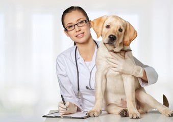 Veterinarian. Vet using technology with a little dog - isolated