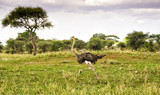 Fototapeta Sawanna - Running ostrich in Tarangiri park