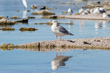 American herring gull