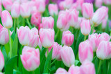 Fototapeta Tulipany - Beautiful colorful Tulip flower