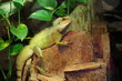 © Konrad_elx - Agama błotna (Physignathus cocincinus)