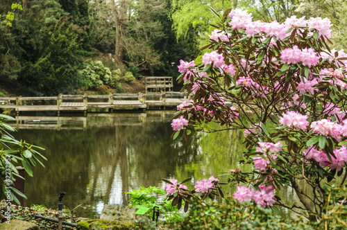 Nowoczesny obraz na płótnie Rododendrony w ogrodzie nad wodą