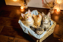Four Kittens In A Basket. Age 1 Month.