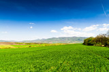 Fototapeta Do pokoju - green field and blue sky
