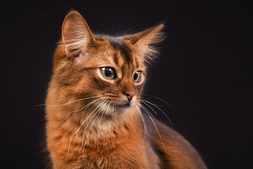 Wall Mural - Purebred Somali cat