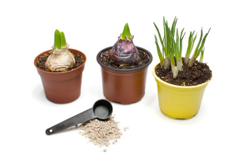 Flowerpots, jacinths, daffodil and manure