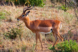 Fototapeta Sawanna - antilope