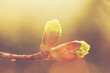 Blooming spring bud in morning light. Sunny nature
