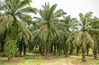 Palmölplantage zerstört Regenwald