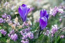 Purple Flower In The Garden On Beautiful Bokeh Background Soft F