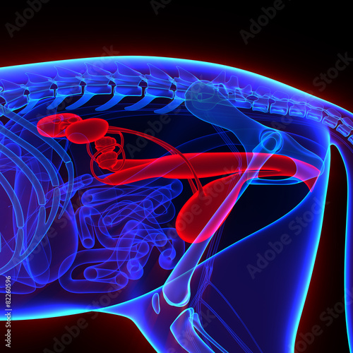 Fotografie, Obraz Cat Urogenital System - Felis Catus Anatomy - isolated on black