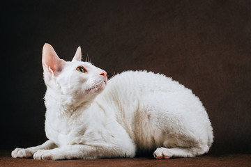 Wall Mural - Portrait of  Cornish Rex Cat on Brown Background