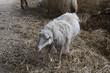 © Francesco - sheeps