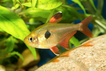 Sticker - Tetra fish